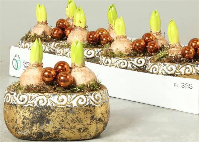 <h4>ARR HYACINTH</h4>