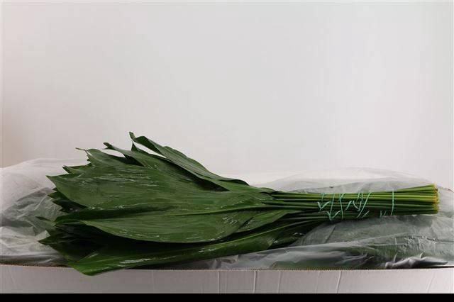 <h4>ASPID ELATIOR</h4>