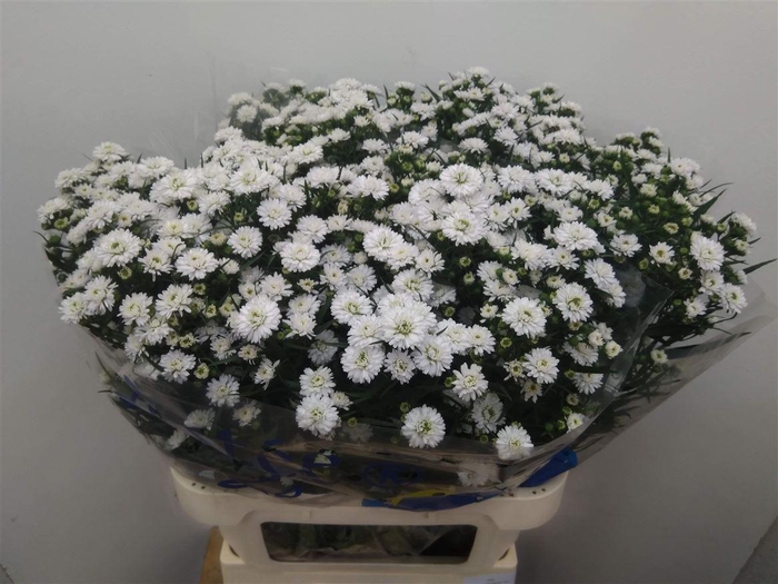<h4>Aster Pretty Wendy</h4>