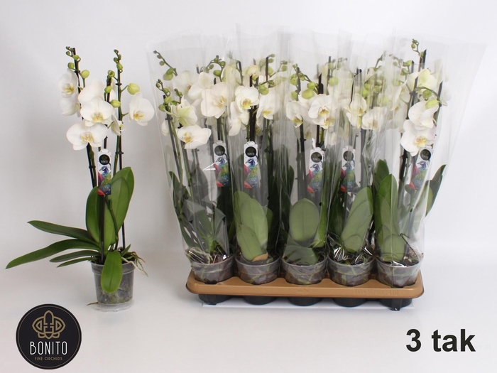 <h4>PHAL AN NOTTINGHAM</h4>