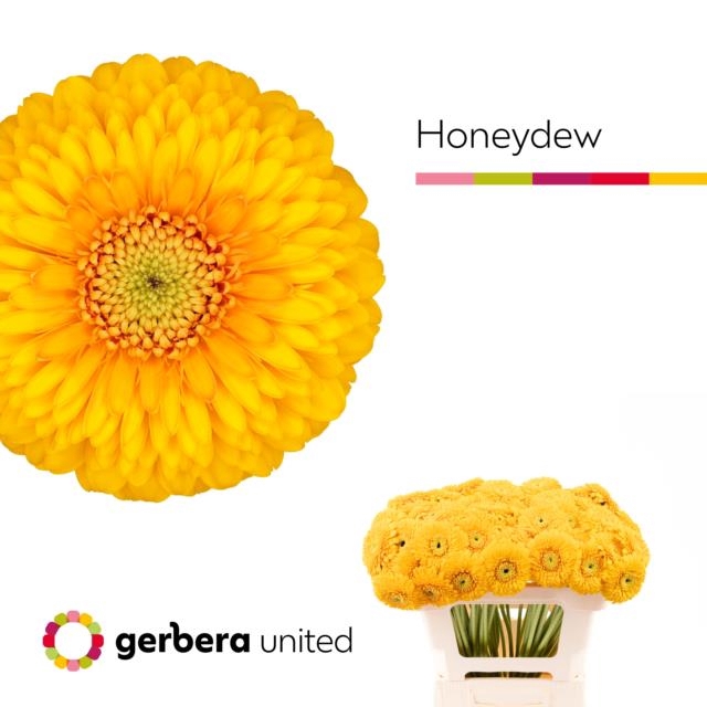 <h4>GE MB POM HONEYDEW</h4>