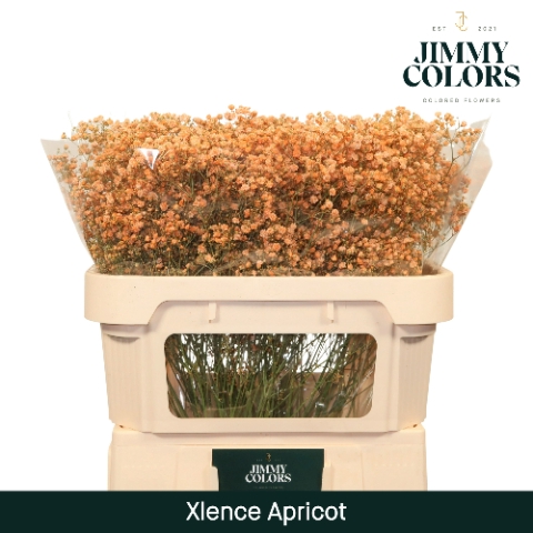 <h4>Gyps Xlence l70 Apricot</h4>