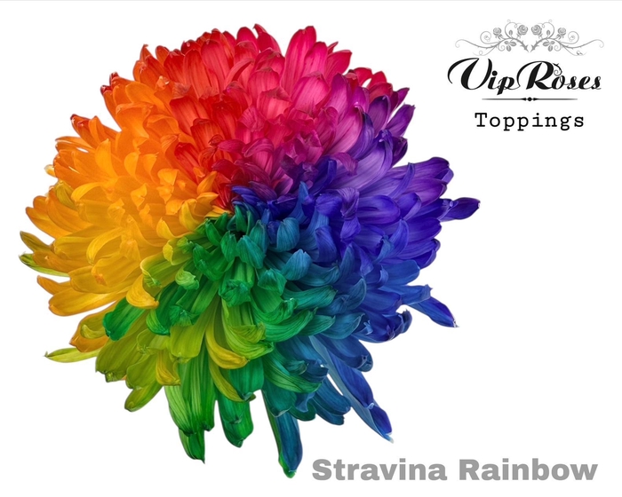 <h4>CHR G STRAVINA RAINBOW</h4>