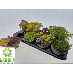 SEDUM GEM