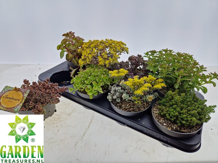 <h4>SEDUM GEM</h4>