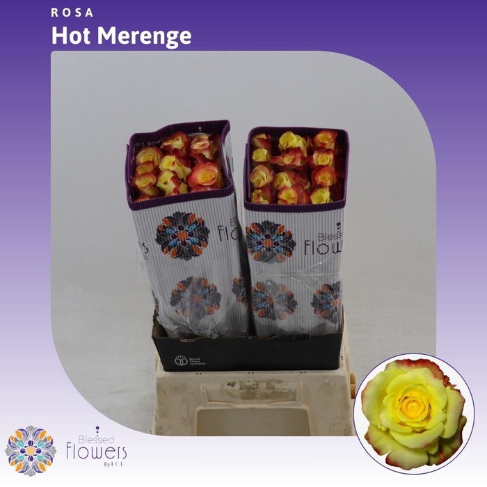 <h4>Rosa gr Hot Merengue+</h4>