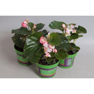 Begonia braveheart Berose