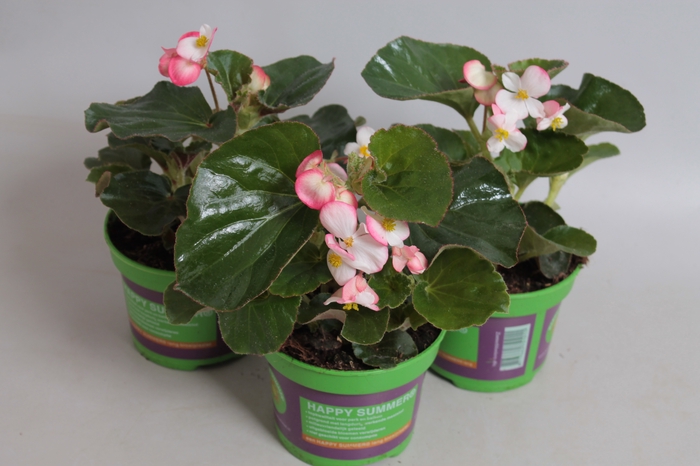 <h4>Begonia braveheart Berose</h4>