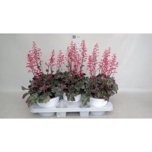 Heuchera brizoides 'Red Spangles'