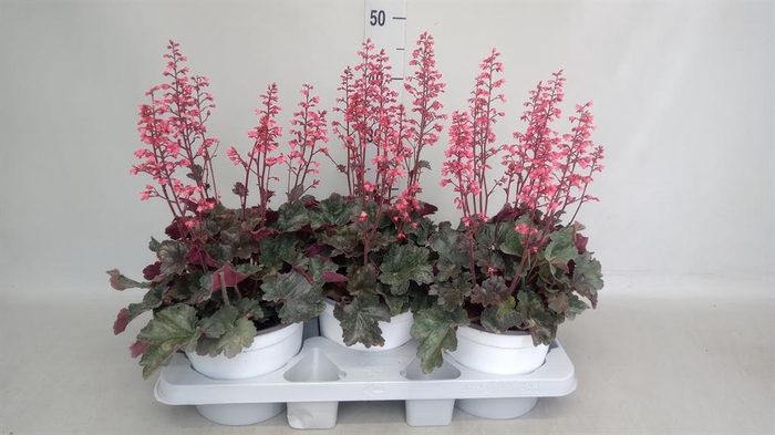 <h4>Heuchera brizoides 'Red Spangles'</h4>