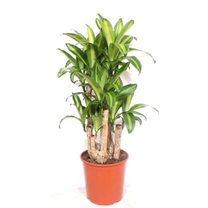 Dracaena Massangeana