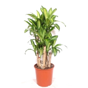 Dracaena Massangeana