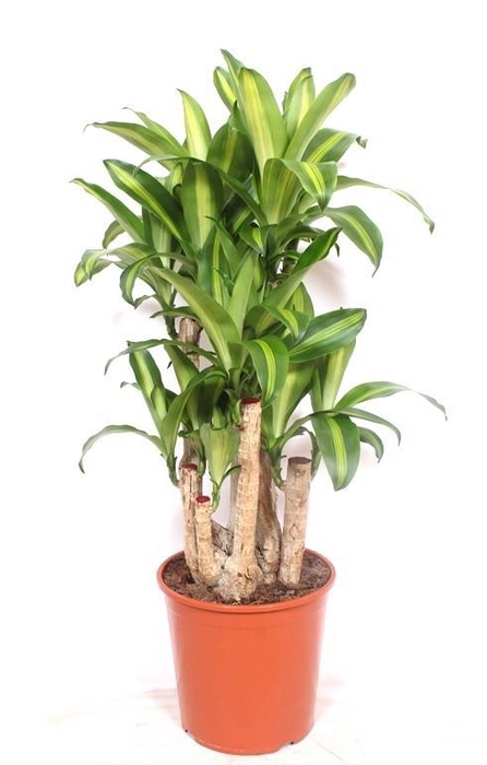 <h4>Dracaena Massangeana</h4>