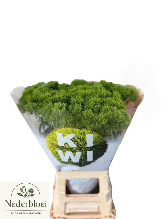 <h4>DI BARB KIWI MELLOW</h4>