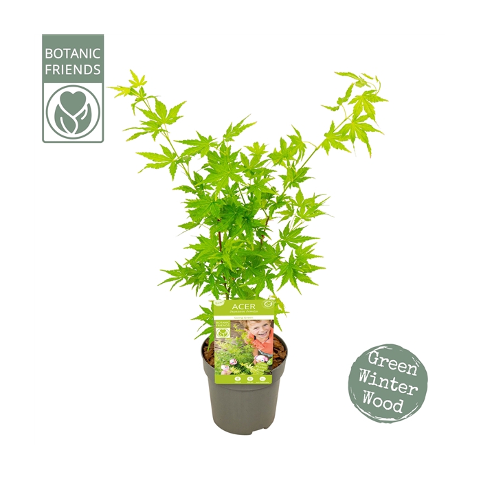 <h4>Acer palm. 'Going Green'®</h4>