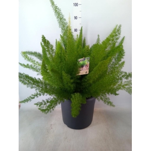 Asparagus dens. 'Meyers'