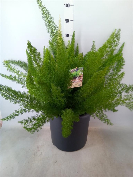 <h4>Asparagus dens. 'Meyers'</h4>