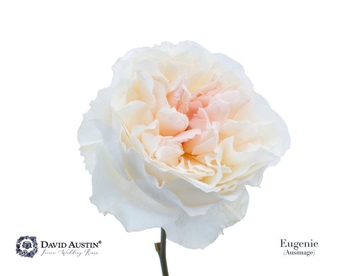 <h4>R Gr David Austin Eugenie</h4>