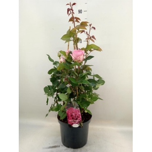 Rosa SH 'Renaissance Coll'  ...