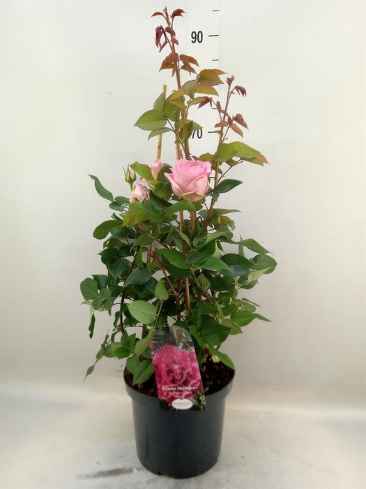 <h4>Rosa SH 'Renaissance Coll'  ...</h4>