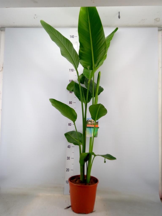 <h4>Strelitzia nicolai</h4>