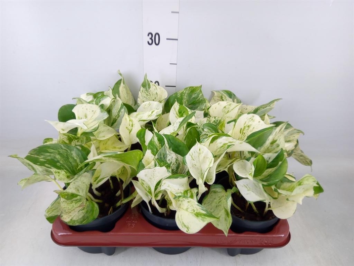 <h4>Epipremnum pinn. 'Happy Leaf'</h4>