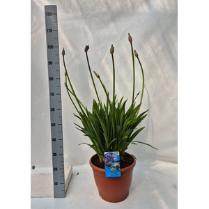 Agapanthus TR 'Dr. Brouwer'