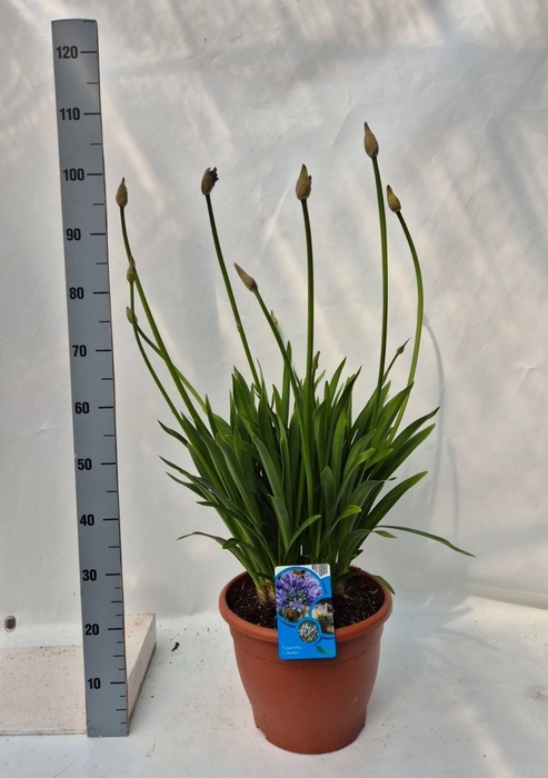 <h4>Agapanthus TR 'Dr. Brouwer'</h4>