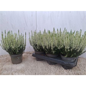 Callu Bl Verenka