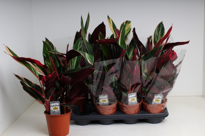 <h4>STROM SA TRIOSTAR</h4>