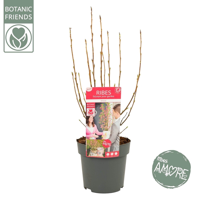 <h4>Ribes sang. 'Amore' ®</h4>