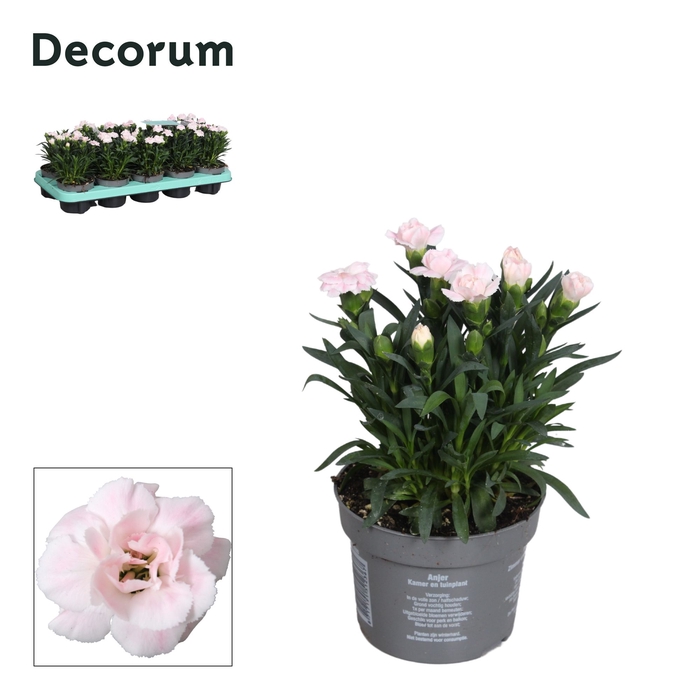 <h4>Dianthus - 10,5 cm - Snow (white) - Decorum</h4>