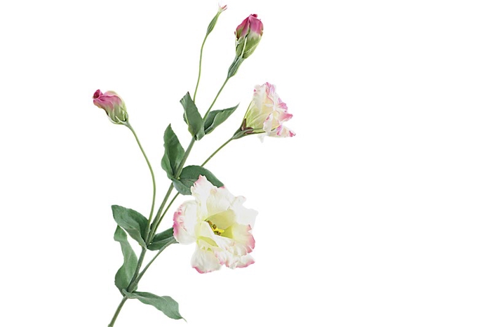 Lisianthus Pink Light