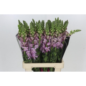 Antirrhinum Potomac Lavender
