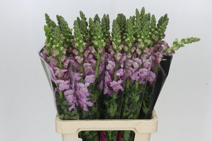 <h4>Antirrhinum Potomac Lavender</h4>