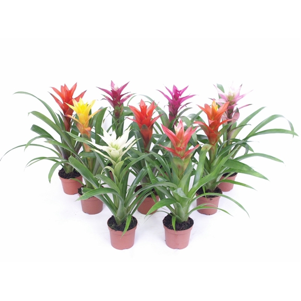 <h4>Guzmania variés</h4>