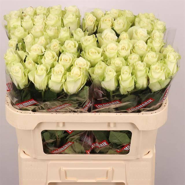 <h4>R GR ATHENA</h4>