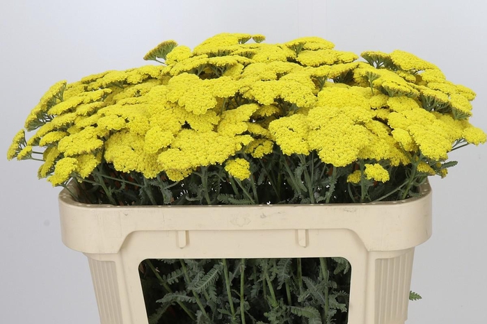 <h4>Achillea Moonshine</h4>