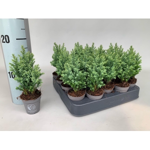 Chamaecyparis Ellgrandii