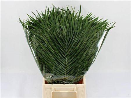 <h4>Phoenix Roebelenii ( 15788 )</h4>