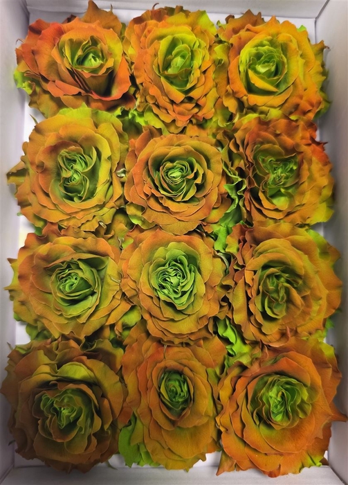 Ro Pres Rom Brassica Rose