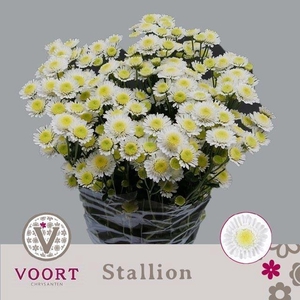 Chr tr Stallion White