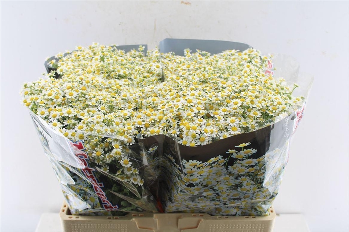 <h4>Tanacetum Single Vegmo</h4>