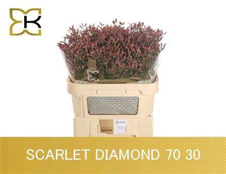 <h4>Lim Sin Scarlet Dia</h4>