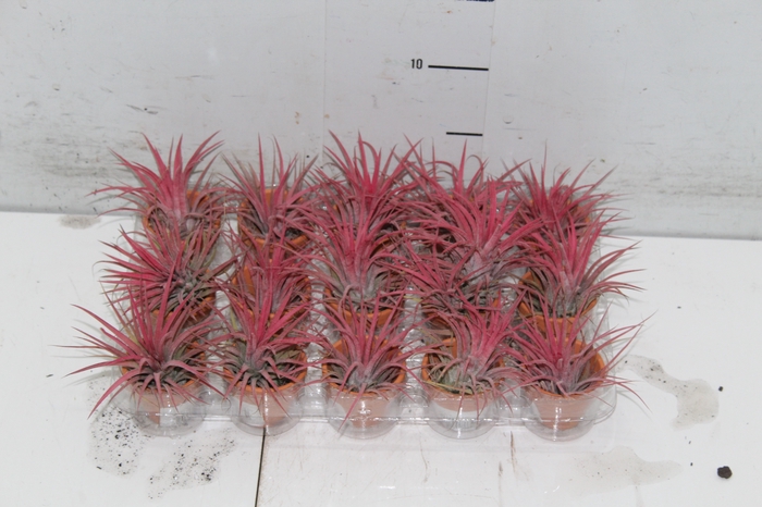 BROMELIA TILLANDSIA IONANTHA VB P05