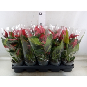 Anthurium  'Banderola Lava'