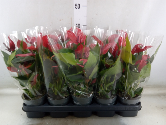 <h4>Anthurium  'Banderola Lava'</h4>