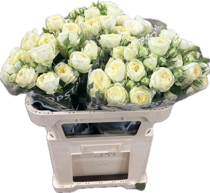 <h4>R tr Ayala!</h4>