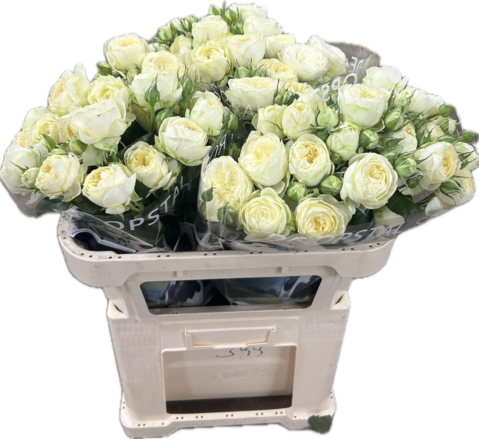 <h4>R tr Ayala!</h4>