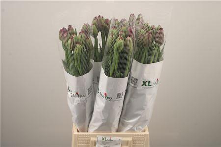 <h4>Tu Fr Fr Gorilla</h4>